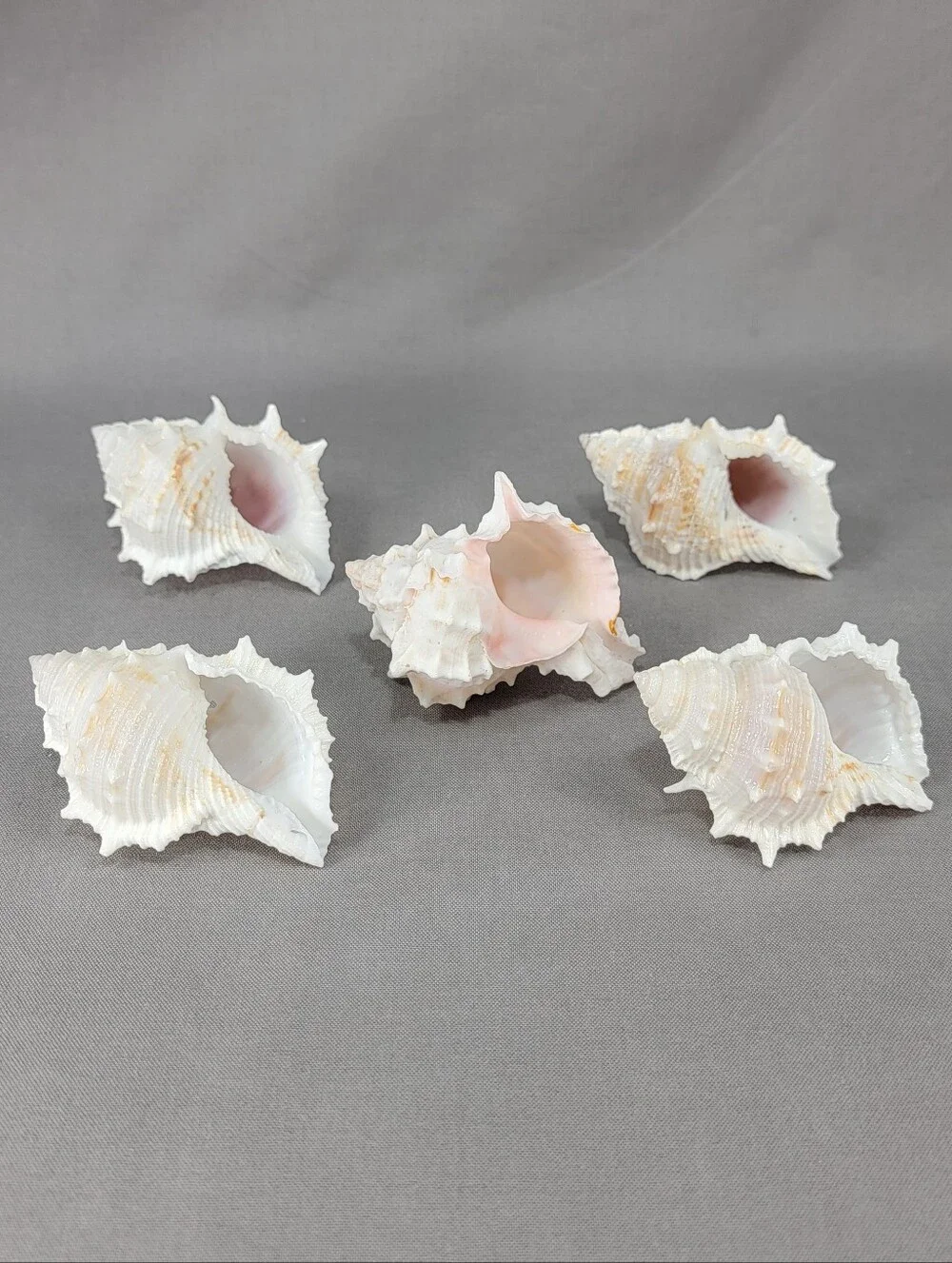 Murex Seashell Shell Mixed Lot 5 Coastal Beach Decor Crafts Natural